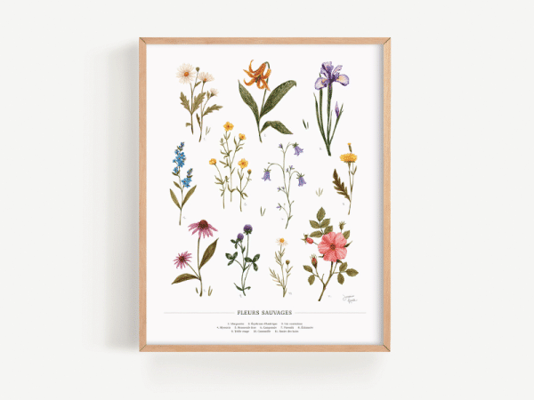 Affiche - Fleurs sauvages du Québec - Joannie Houle