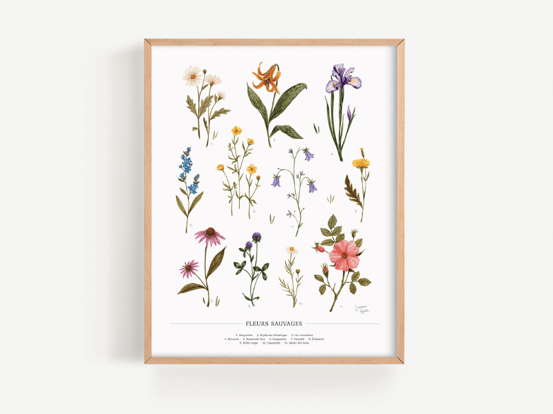 Affiche - Fleurs sauvages du Québec - Joannie Houle