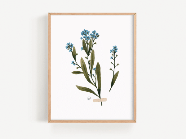 Affiche - Herbier myosotis- Joannie Houle