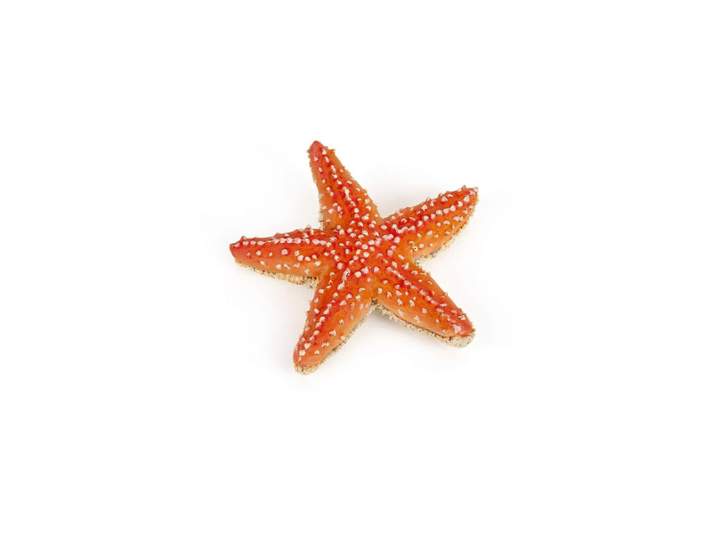 Étoile de mer - Papo